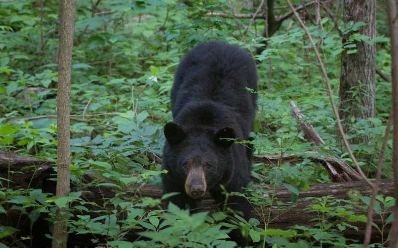 Dangers on the Trail