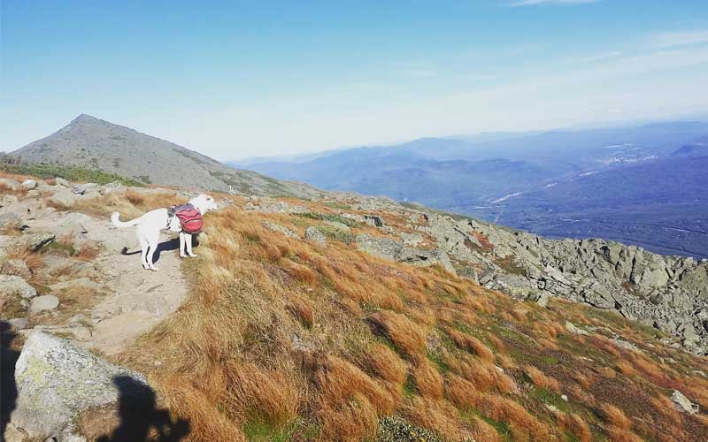 Hiking the Appalachian Trail with a Dog