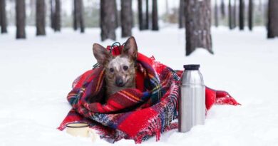 Keep your dog warm while winter camping