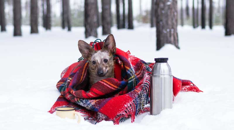 How To Keep Your Dog Warm While Winter Camping? - Pure Hiker