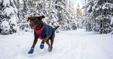Best Dog Boots for Winter