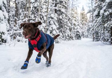 Best Dog Boots for Winter