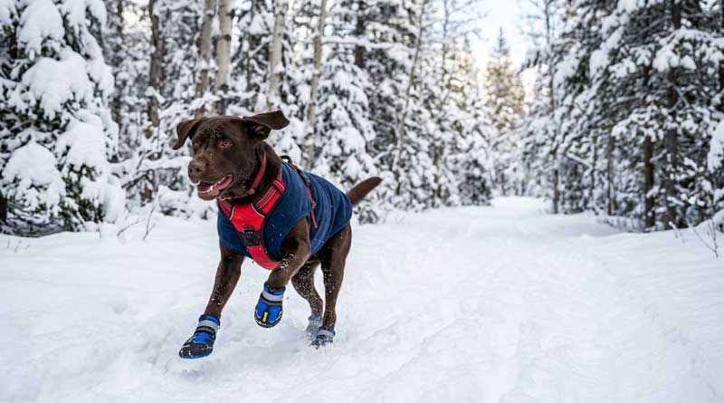 Best Dog Boots for Winter